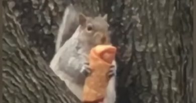 New York squirrel