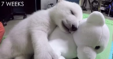 Nora the polar bear