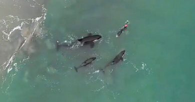 Orcas playing with swimmer