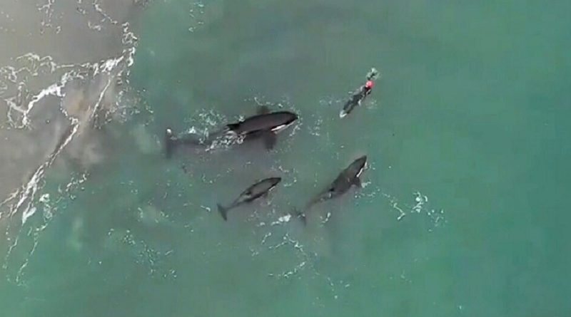 Orcas playing with swimmer