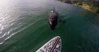 Paddle Board