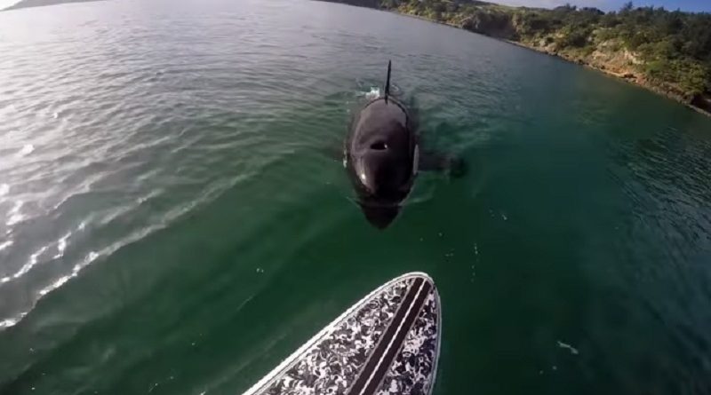 Paddle Board