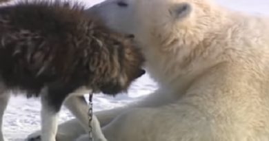 Polar bears and dogs playing