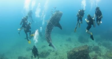 REALLY Friendly Baby Whale Shark