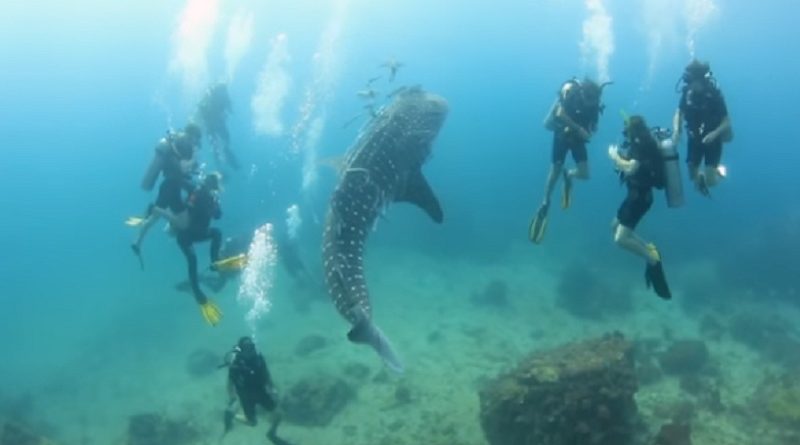 REALLY Friendly Baby Whale Shark