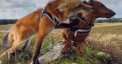 Rescued Fox Makes Friends