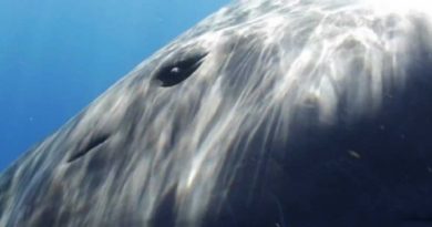 Sperm Whale Greeting