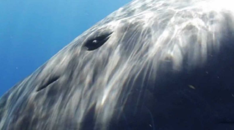 Sperm Whale Greeting