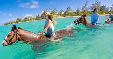 Swimming Horses