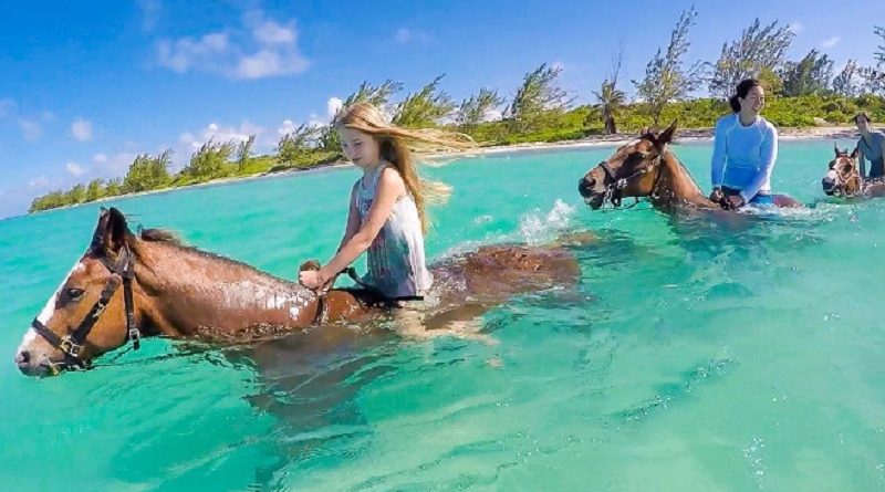 Swimming Horses