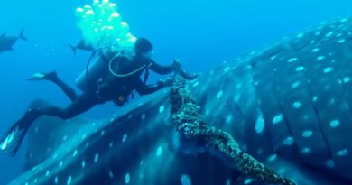 Whale Shark Cooperates