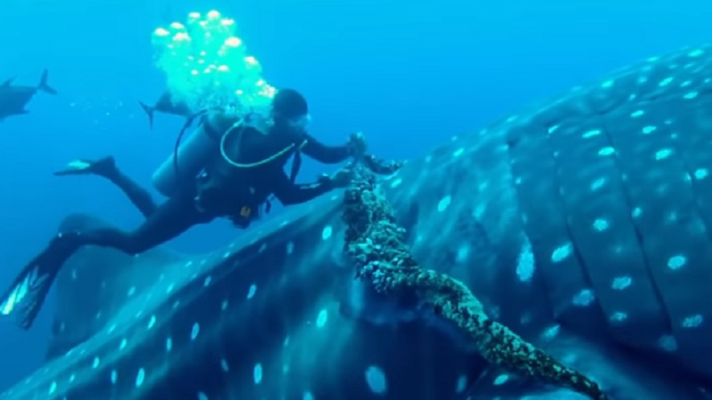 Whale Shark Cooperates