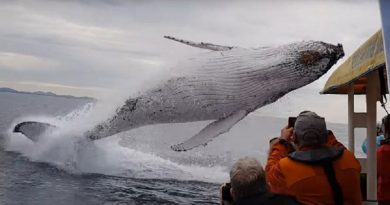 Whale jumps