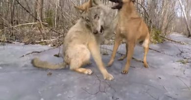 Wolf and dog share incredible friendship