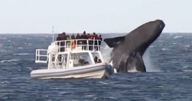 huge whales swimming