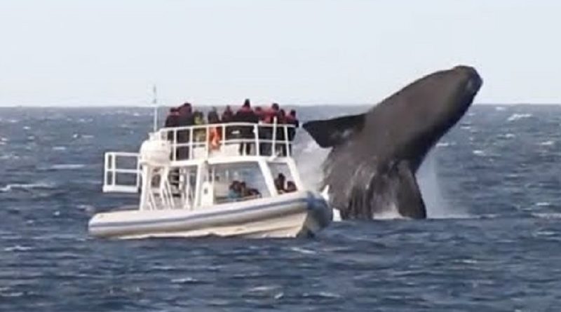 huge whales swimming