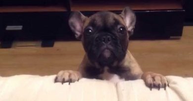 French Bulldog Has Strong Words