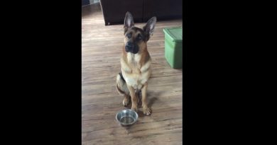 German Shepherd Puppy Begs