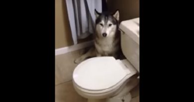 Husky Throws A Tantrum