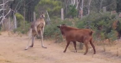 Kangaroo fighting with an unusual partner.