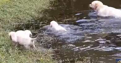 Labrador Father Teaches Puppies To Swim