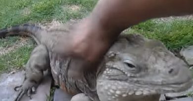 Lizard Greets Man Like A Dog