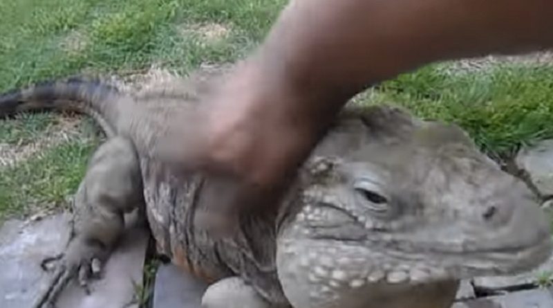 Lizard Greets Man Like A Dog