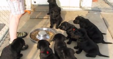 Ten Lab Puppies Sit and Wait for Food