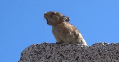 This Video of a Tiny Pika Singing ‘Queen’ Has Gone Viral