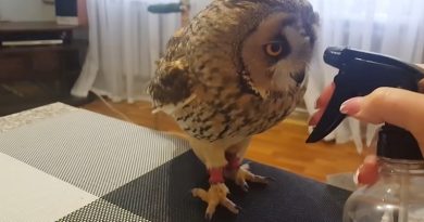 Tiny Owl