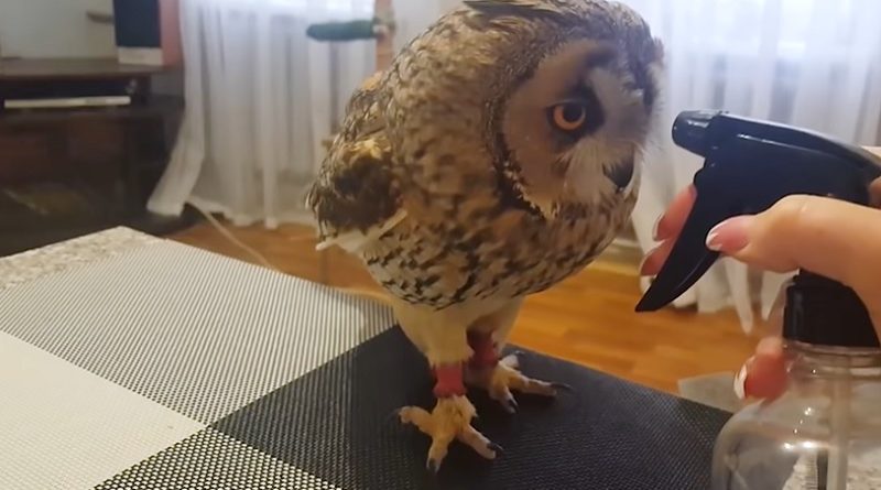 Tiny Owl