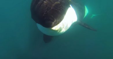 Unique Orca encounter 0305