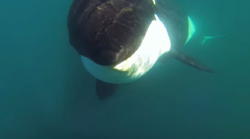 Unique Orca encounter 0305