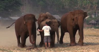 elephant whisperer