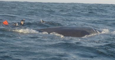 Whale trapped in net does amazing