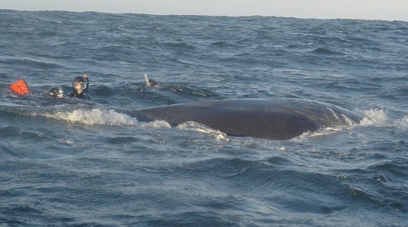 Whale trapped in net does amazing