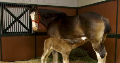 newborn foal looks ordinary