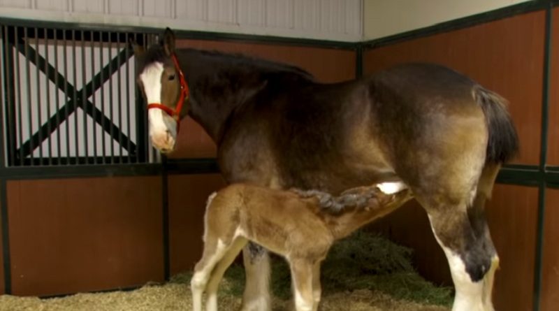 newborn foal looks ordinary