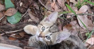 Four Abandoned Kittens Living inside