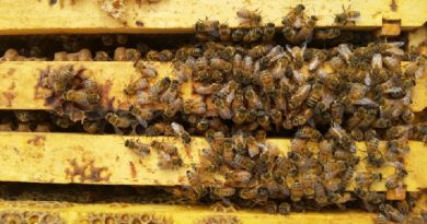 Amazing Honey Bee Facts