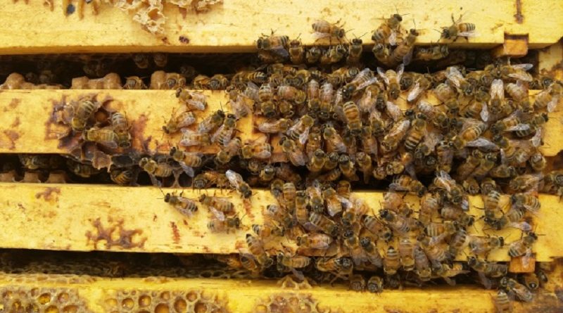 Amazing Honey Bee Facts