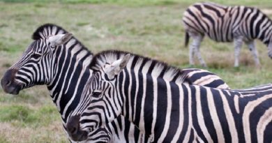 zebras