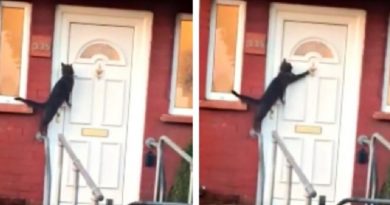 Cat Captured Knocking