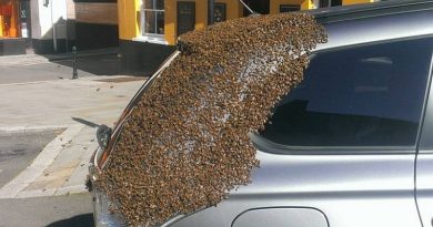 A Swarm of Bees