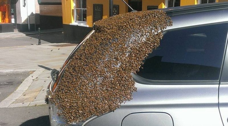 A Swarm of Bees