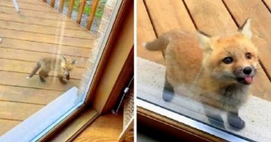 Adorable baby foxes show up at grandma’s house