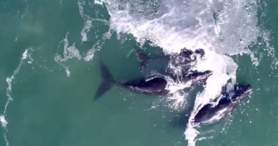 Whale Swims Up To Diver