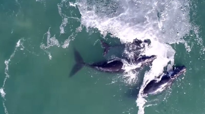 Whale Swims Up To Diver