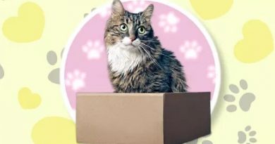 cats love boxes 111