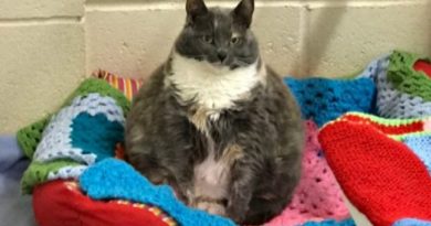 Overweight Cat Returned